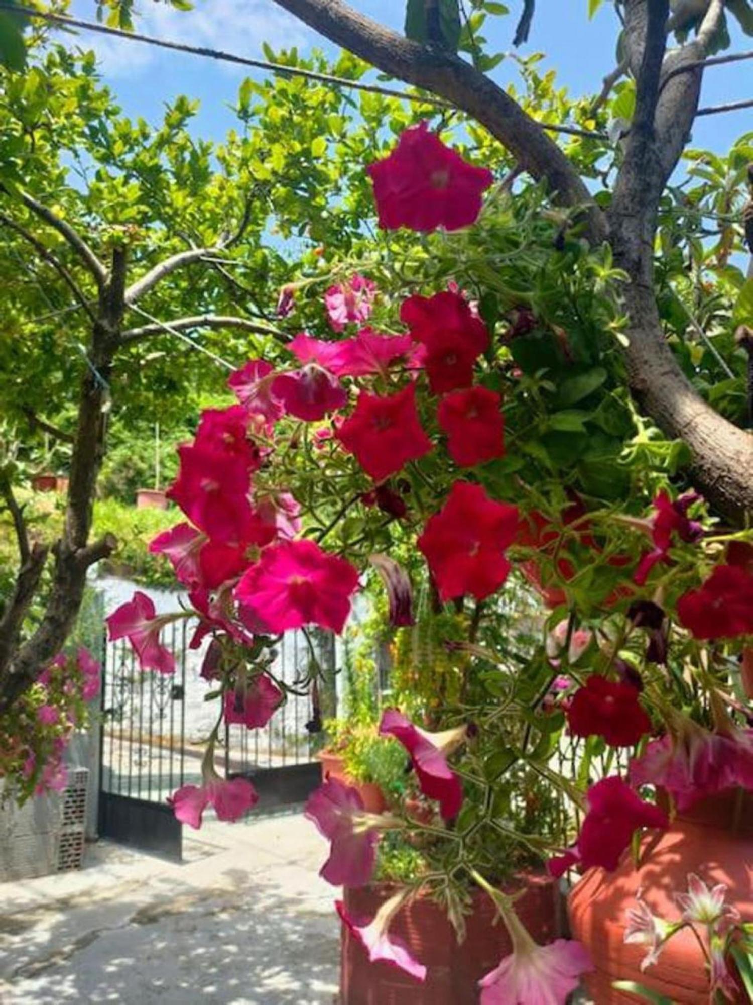 Makrirrákhi Hara'S House Pelion 아파트 외부 사진